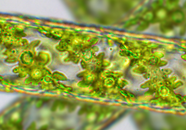 Biogenic carbon - erbas