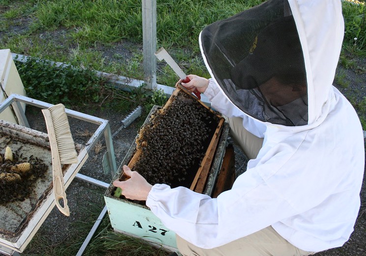 Tocal Honey1 - erbas